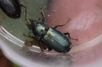 Platycerus caraboides