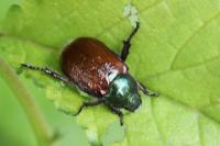 Phyllopertha horticola