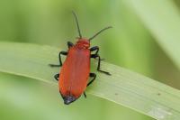 Pyrochroa serraticornis