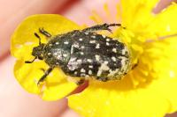 Oxythyrea funesta