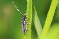Phytoecia cylindrica