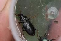 Nebria