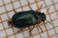 Smaragdina aurita