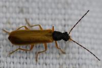 Rhagonycha lignosa