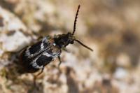 Ptinomorphus regalis