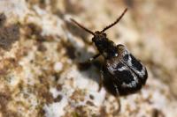 Ptinomorphus regalis