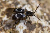Ptinomorphus regalis