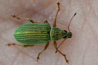 Polydrusus formosus