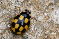 Propylea quatuordecimpunctata