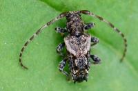 Pogonocherus hispidus