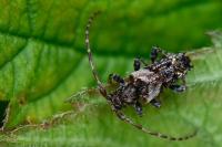 Pogonocherus hispidus