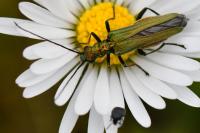 Oedemera nobilis