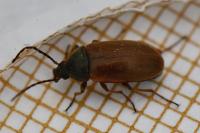 Isomira murina