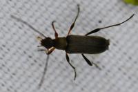 Grammoptera ruficornis