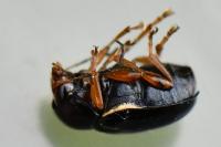 Cryptocephalus flavipes