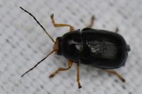 Cryptocephalus flavipes