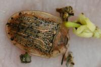 Cassida nebulosa