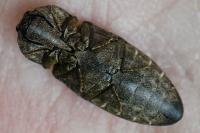 Agrypnus murinus