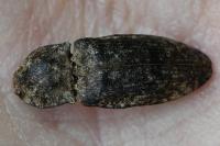 Agrypnus murinus