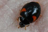 Adalia decempunctata