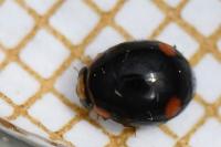 Hyperaspis campestris