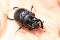 Typhaeus typhoeus