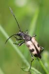 Pachytodes cerambyciformis