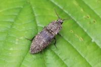 Agrypnus murinus