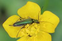 Oedemera nobilis