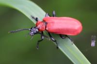 Pyrochroa coccinea