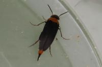 Mordellochroa abdominalis