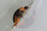 Mordellochroa abdominalis