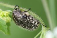 Oxythyrea funesta