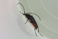 Rutpela nigra