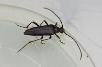 Rutpela nigra