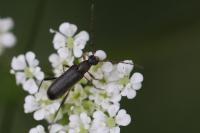 Grammoptera ruficornis
