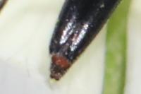 Rutpela nigra