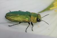 Anthaxia nitidula