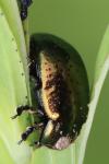 Chrysolina hyperici