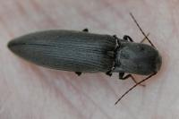 Agriotes pilosellus