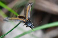 Athous vittatus