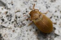 Byturus tomentosus