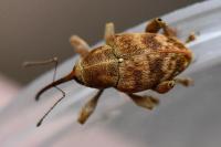 Curculio pellitus