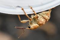 Curculio pellitus