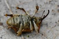 Curculio pellitus