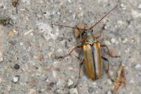 Cortodera humeralis