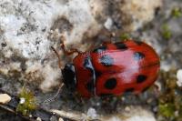 Gonioctena decemnotata