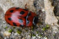 Gonioctena decemnotata