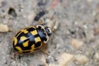 Propylea quatuordecimpunctata