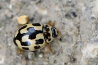 Propylea quatuordecimpunctata